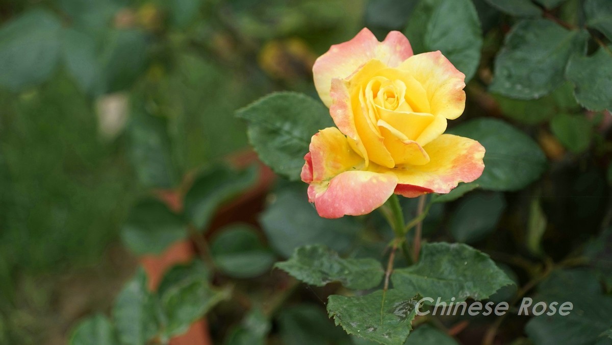 Chinese Rose