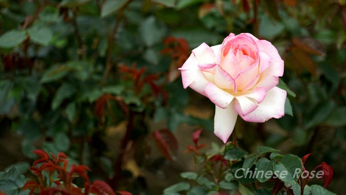 Chinese Rose