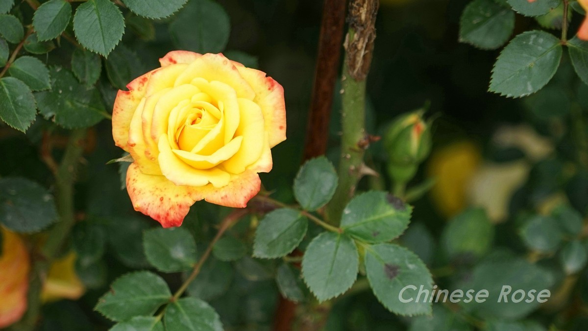Chinese Rose