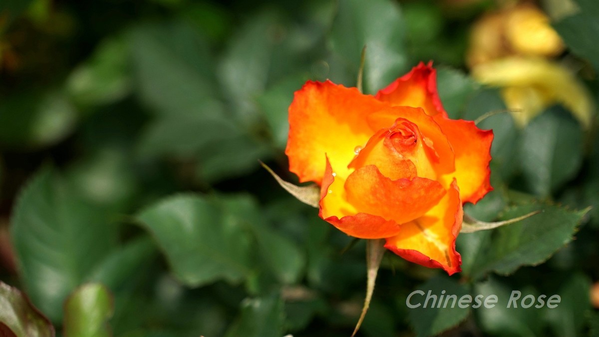 Chinese Rose