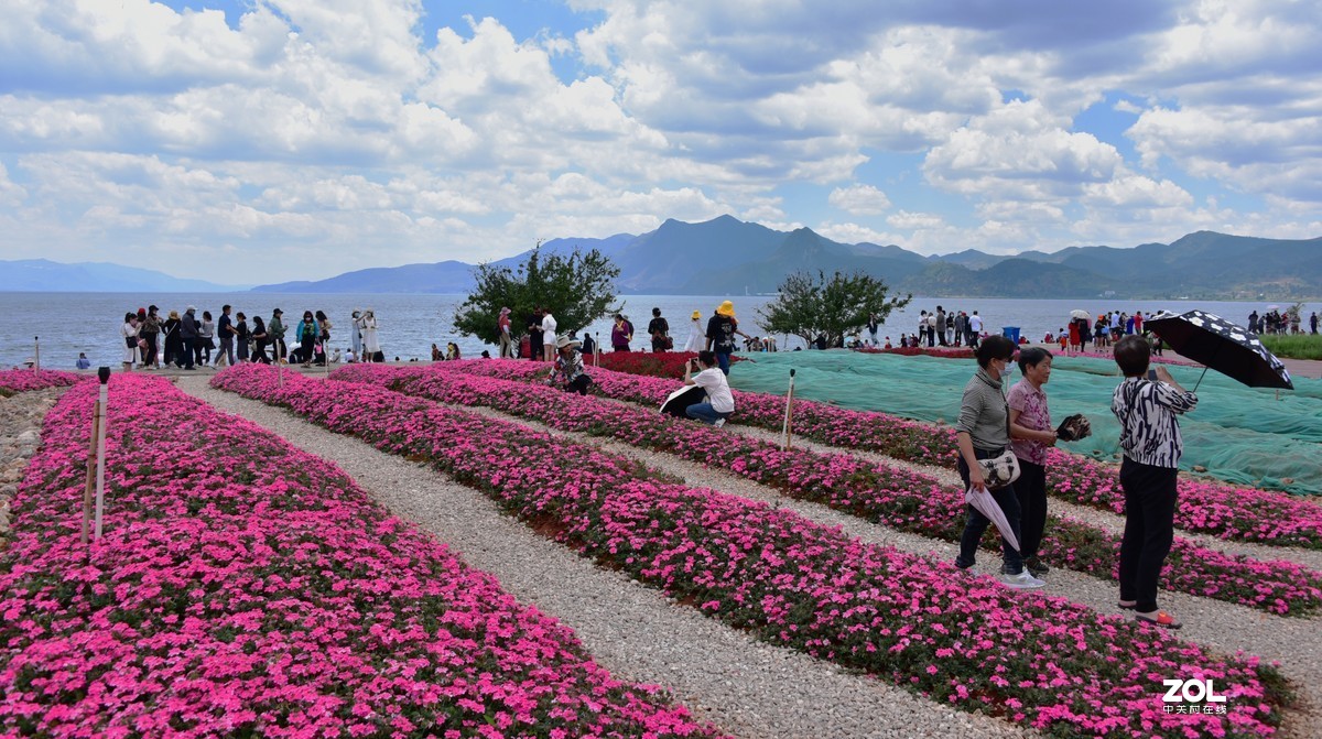 抚仙湖广龙小镇湖滨花海2