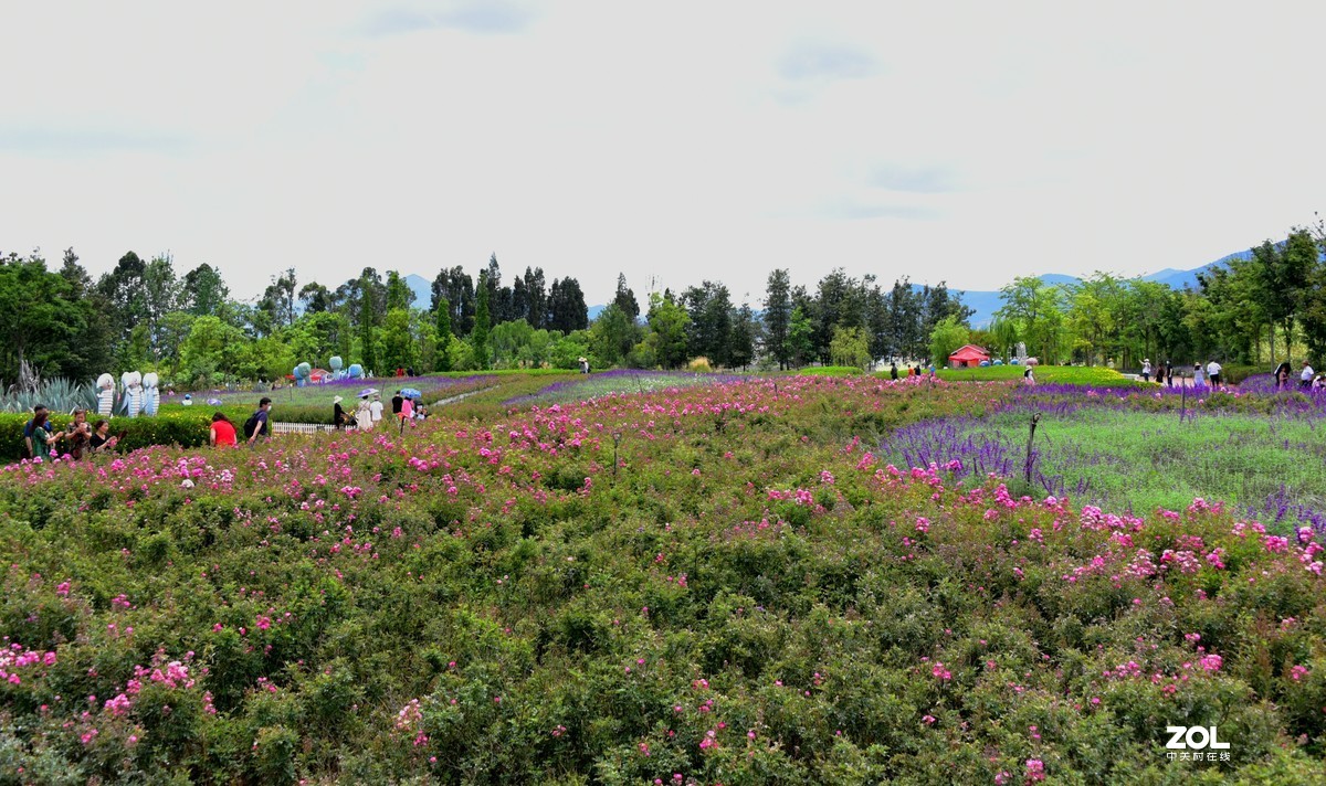 抚仙湖广龙小镇湖滨花海2