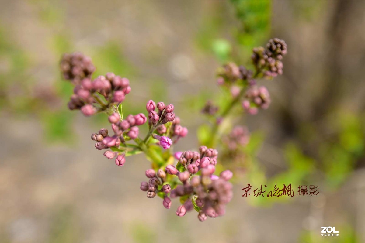 北京：紫丁香漂亮的千千结