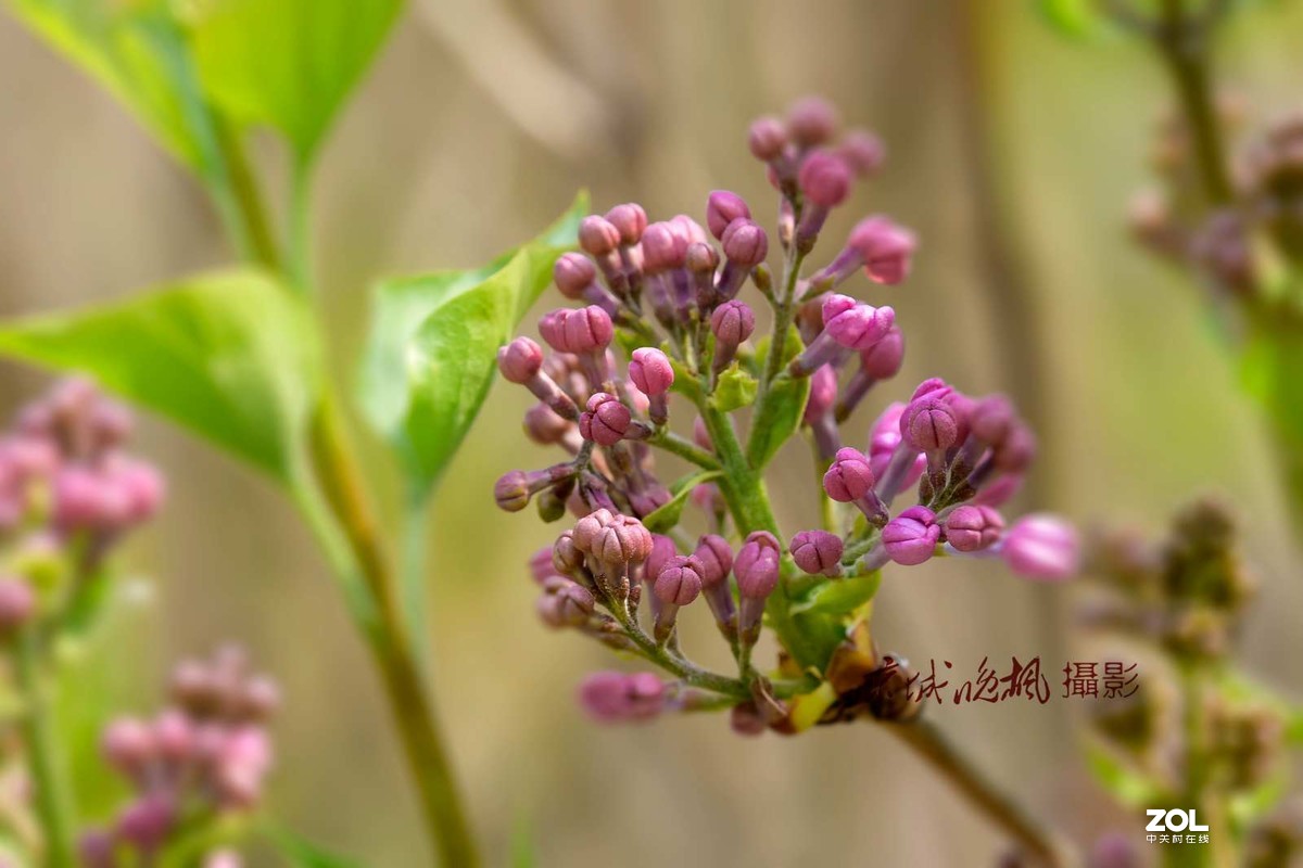 北京：紫丁香漂亮的千千结
