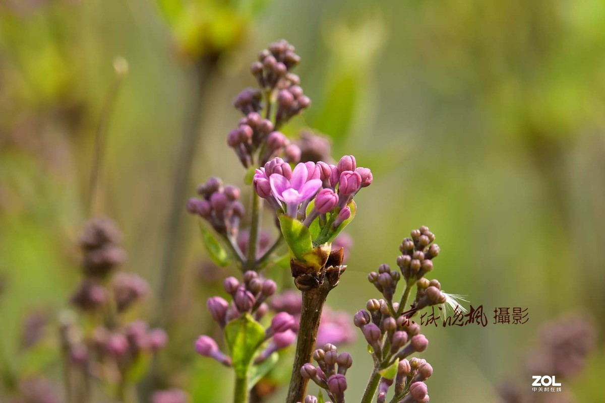 北京：紫丁香漂亮的千千结