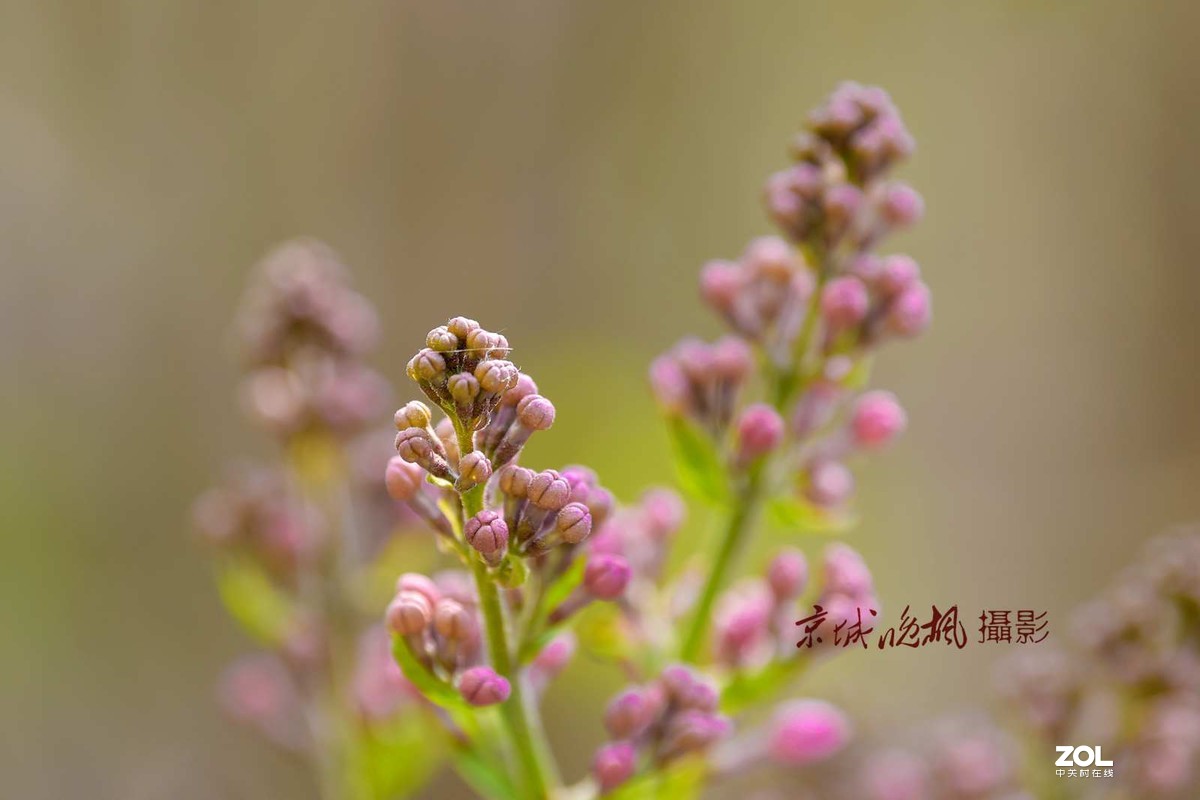 北京：紫丁香漂亮的千千结