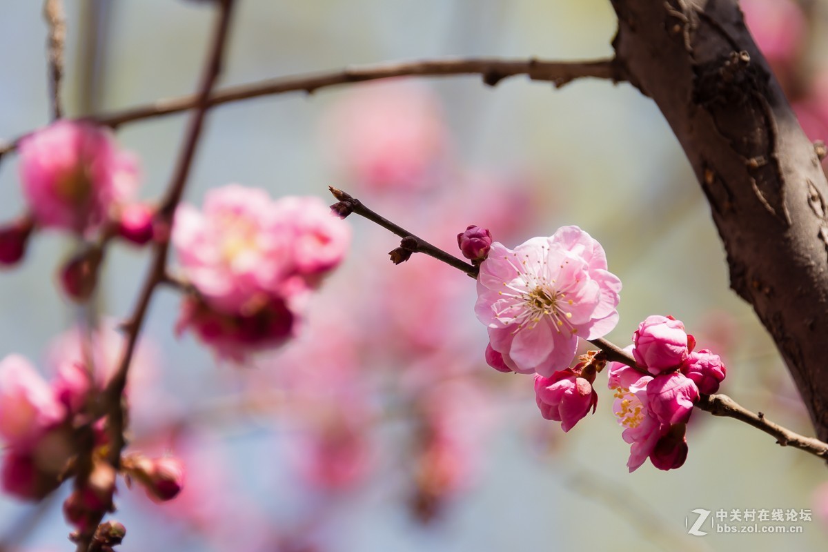 冰骨清寒瘦一枝
