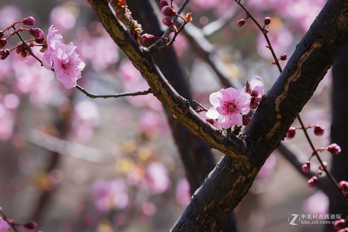 冰骨清寒瘦一枝
