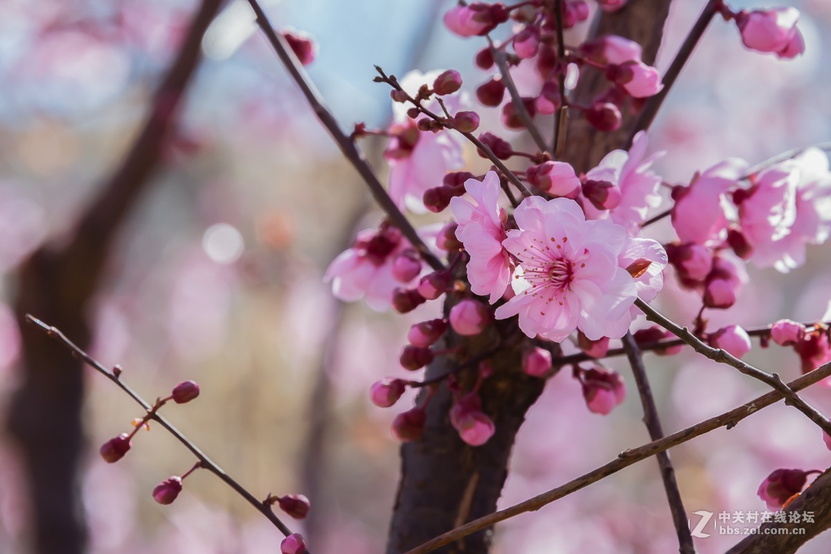 冰骨清寒瘦一枝