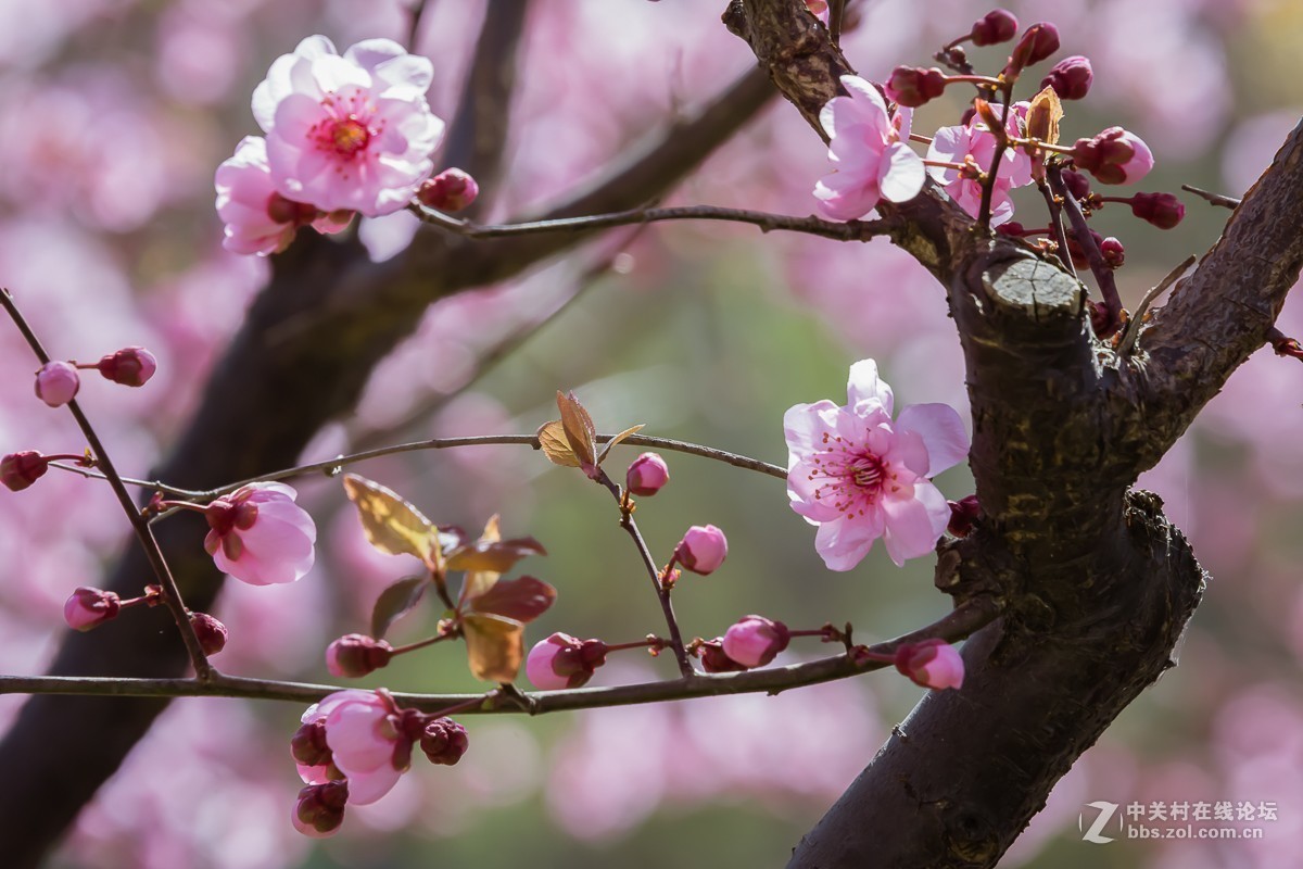 冰骨清寒瘦一枝