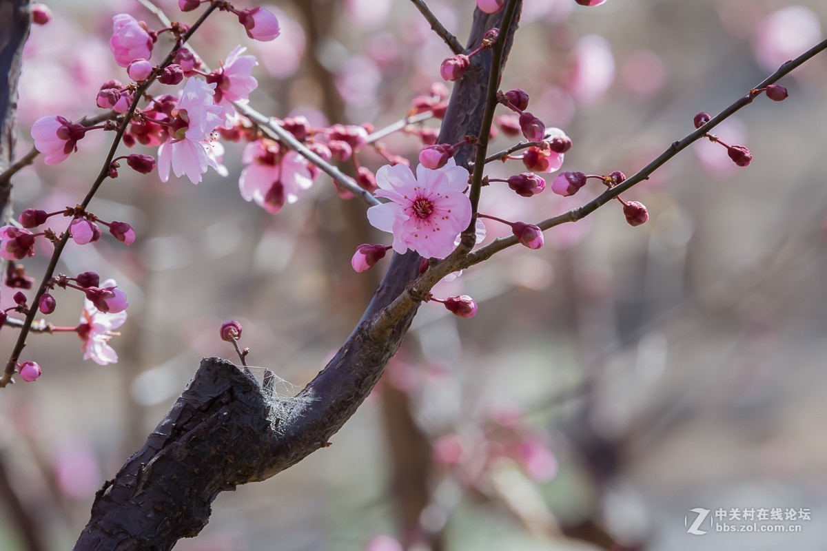 冰骨清寒瘦一枝