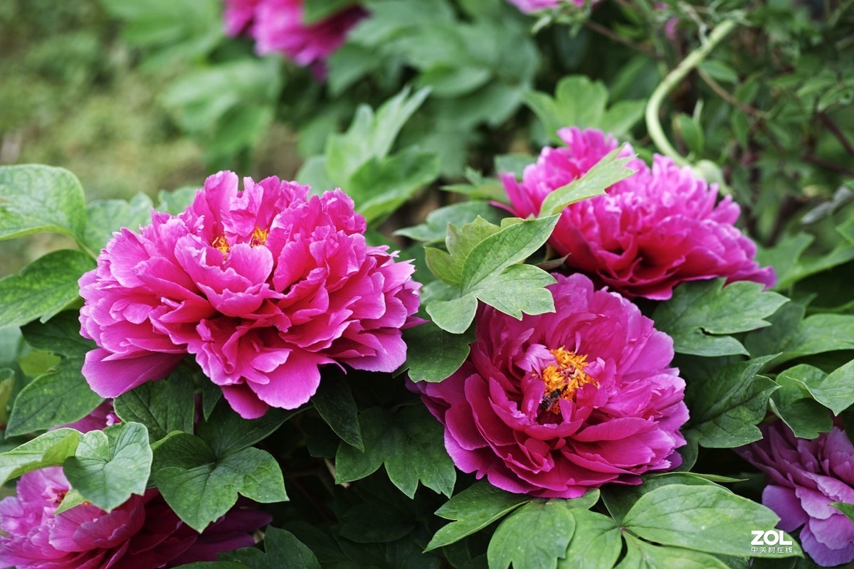 花卉随拍13牡丹花