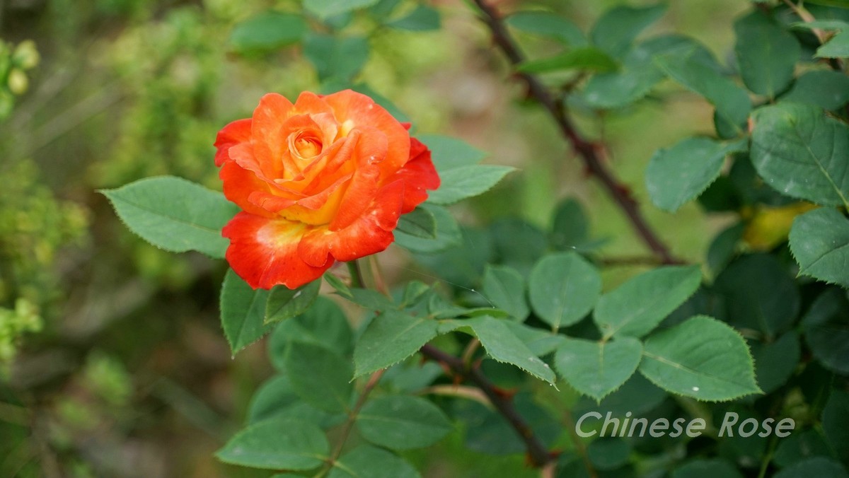 Chinese Rose