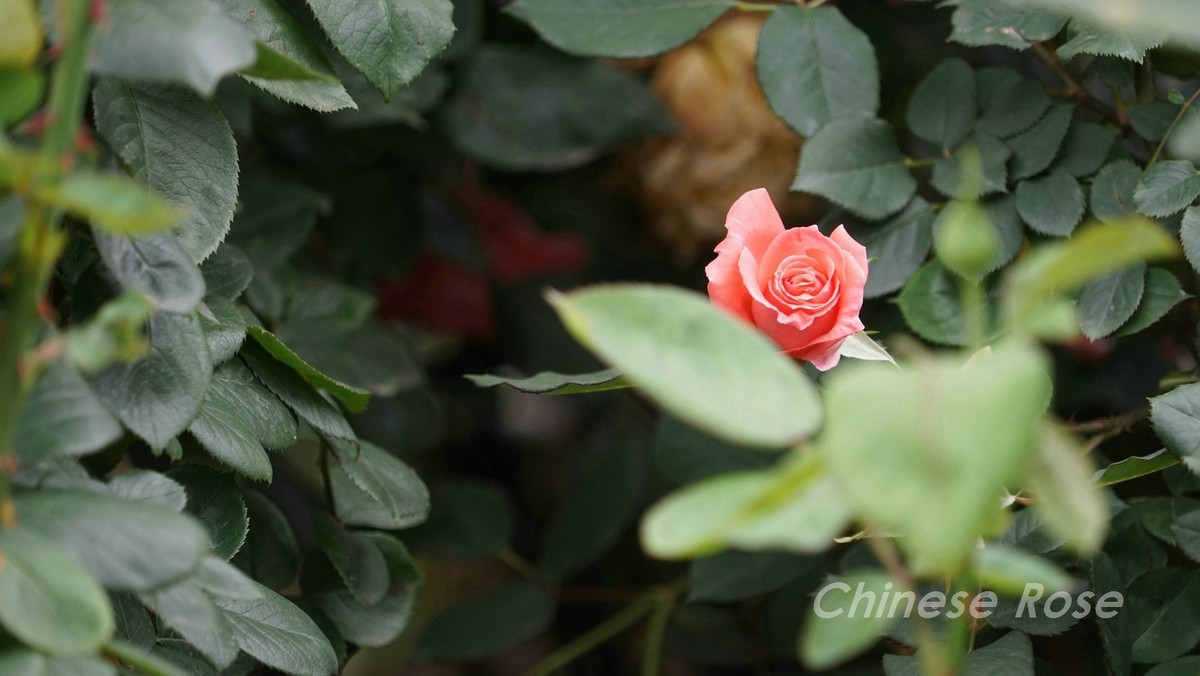 Chinese Rose