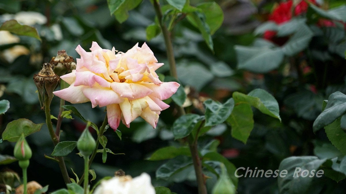 Chinese Rose