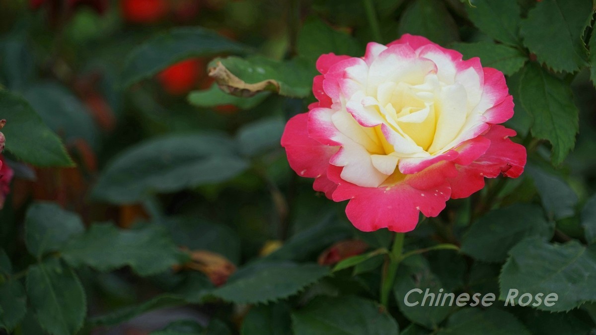 Chinese Rose