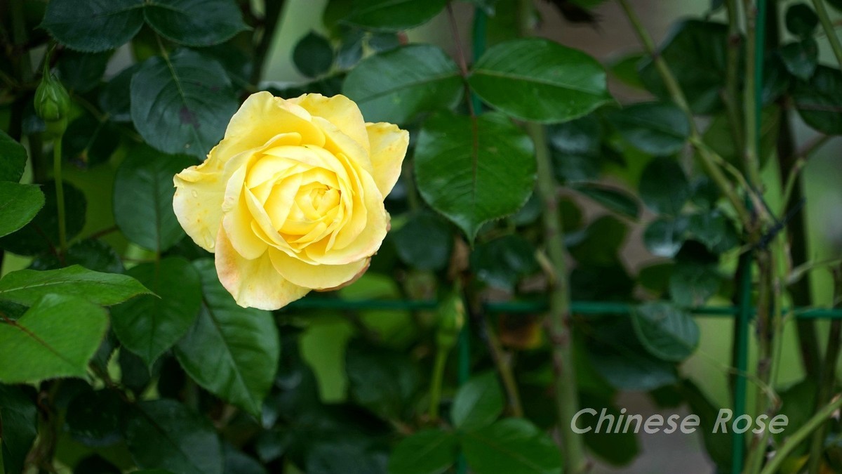 Chinese Rose
