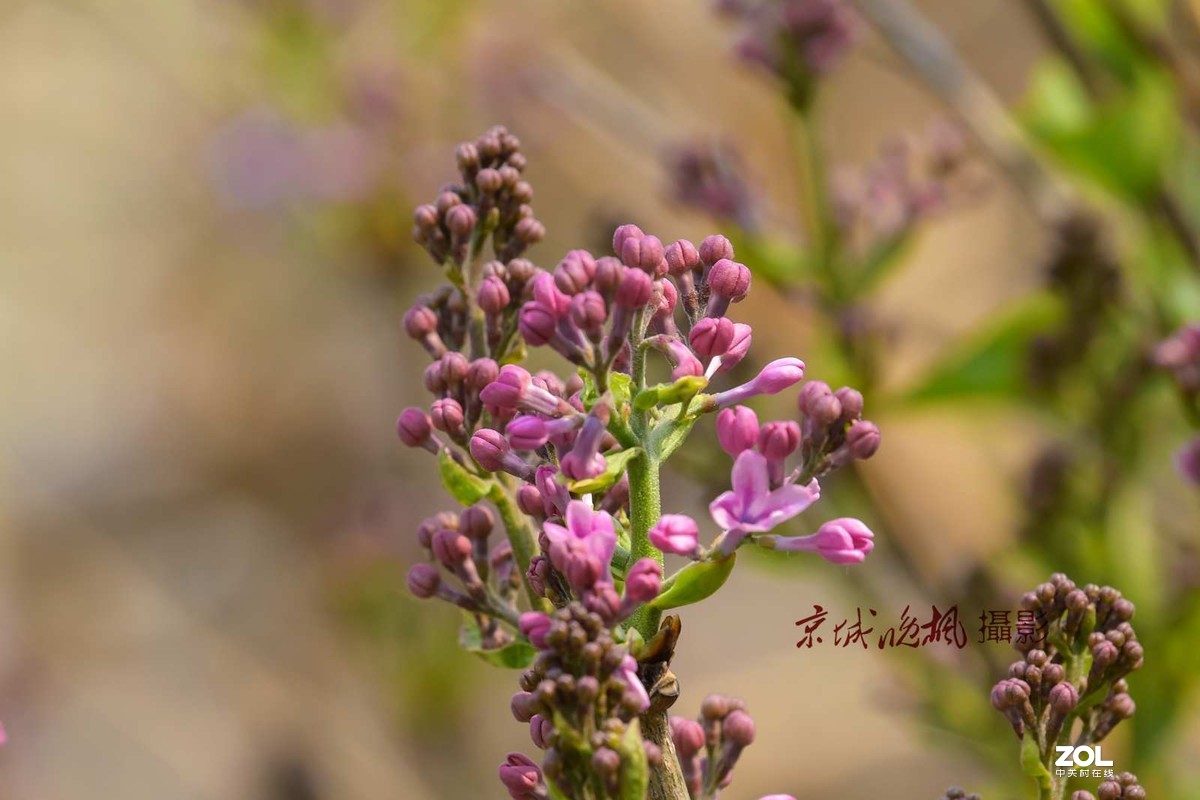 北京：紫丁香漂亮的千千结