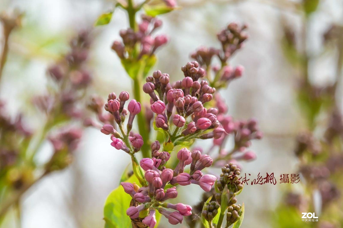 北京：紫丁香漂亮的千千结