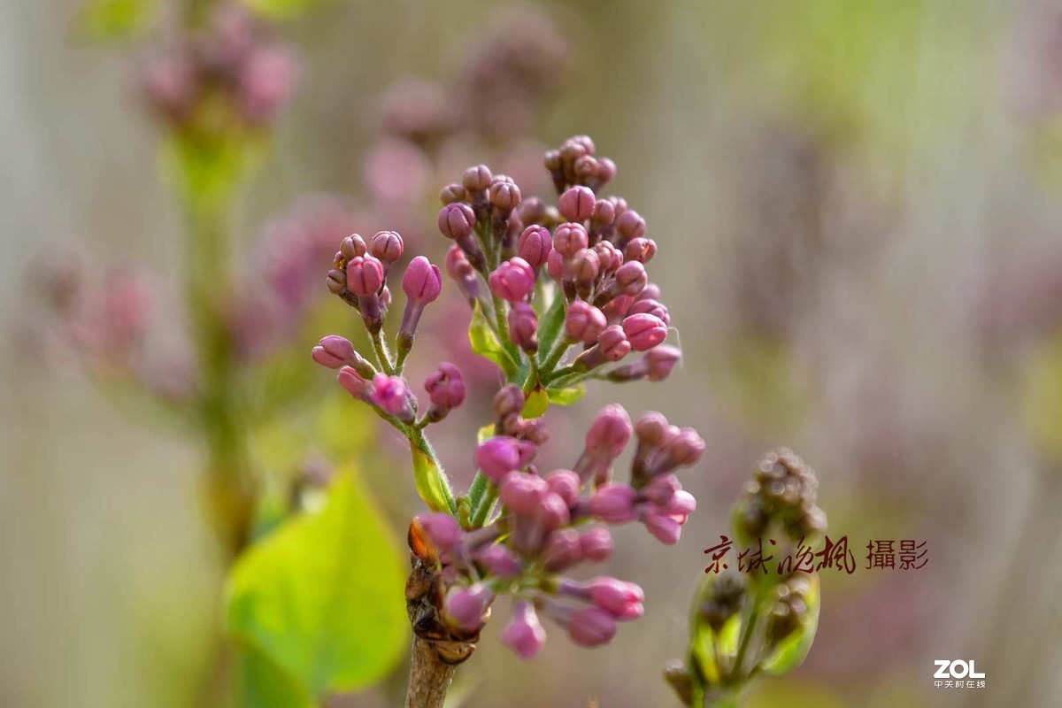 北京：紫丁香漂亮的千千结