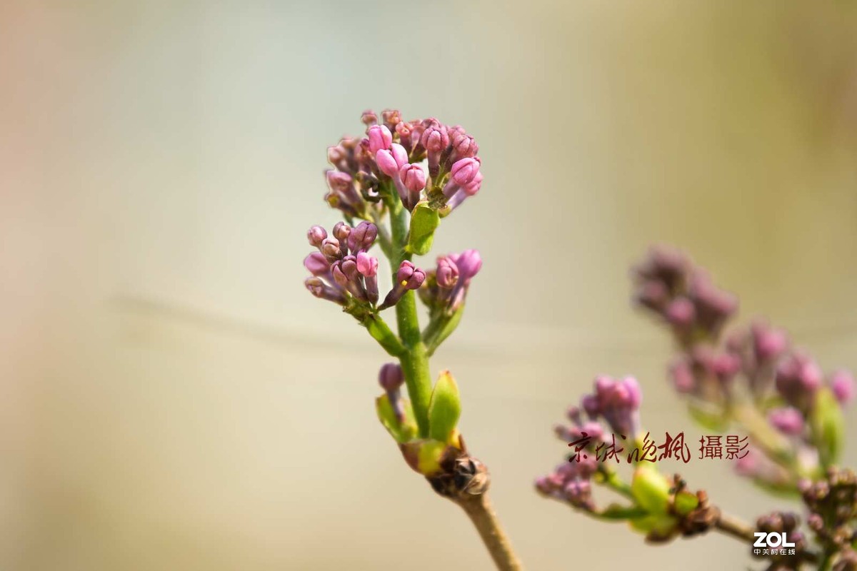 北京：紫丁香漂亮的千千结