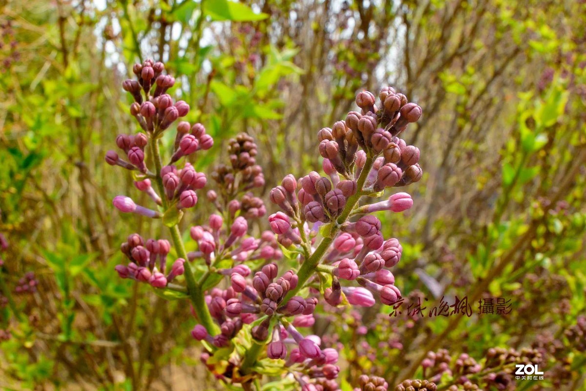 北京：紫丁香漂亮的千千结