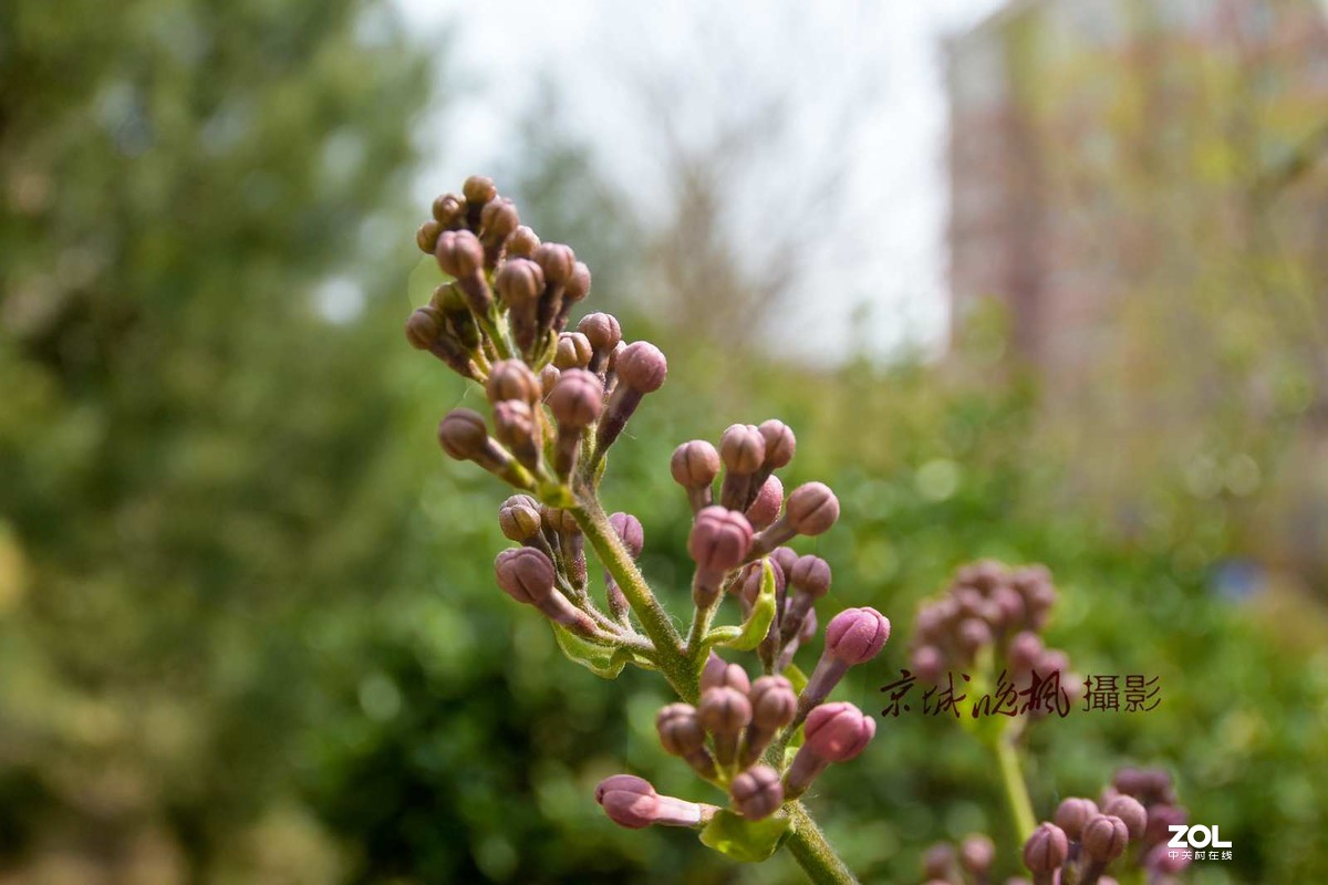 北京：紫丁香漂亮的千千结