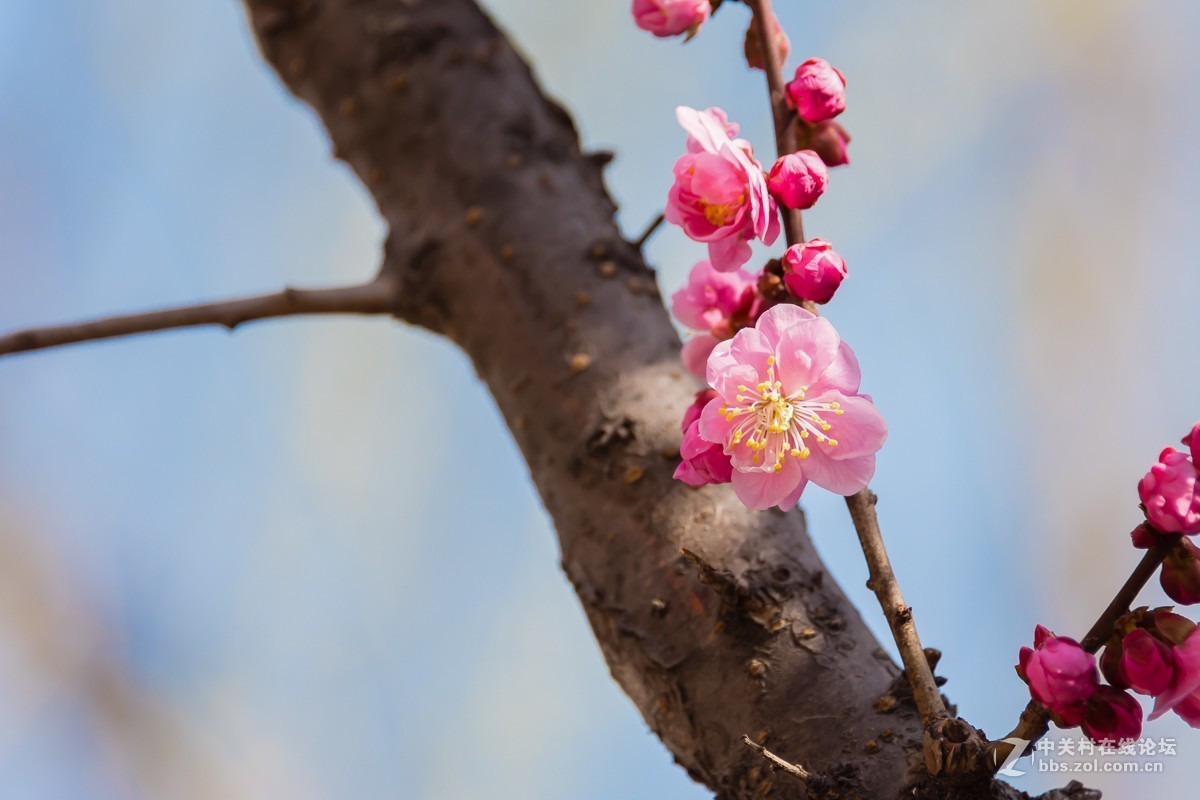 冰骨清寒瘦一枝