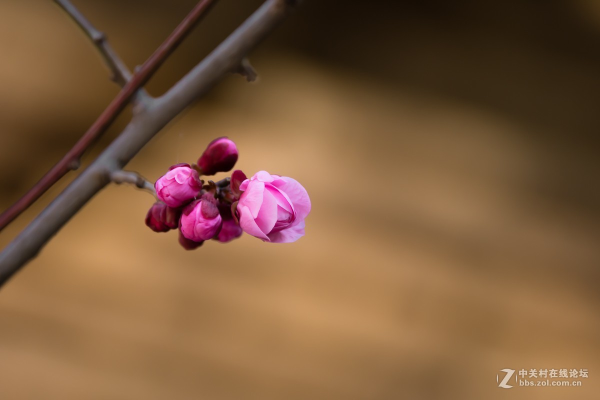 冰骨清寒瘦一枝