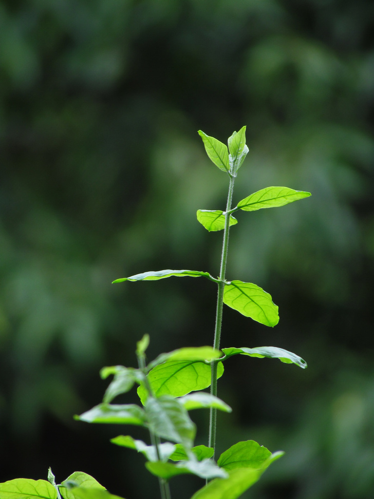 新机到手，长焦端拍阳台植物测试