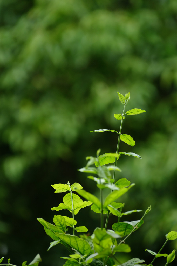新机到手，长焦端拍阳台植物测试