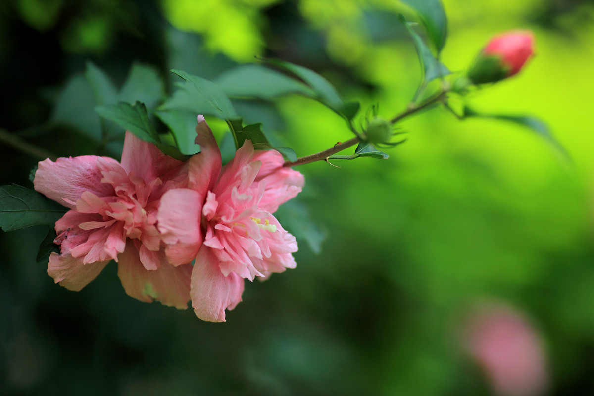 還是那一樹花