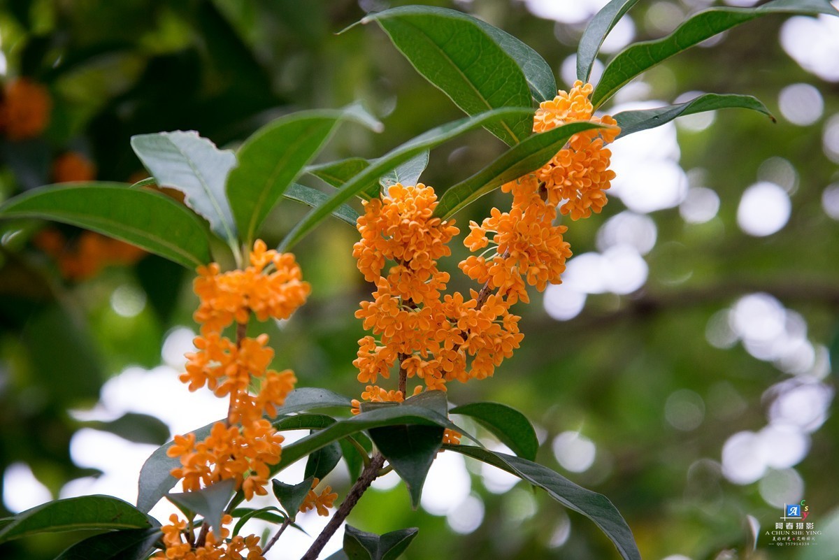 金桂花开黄灿灿(多图)