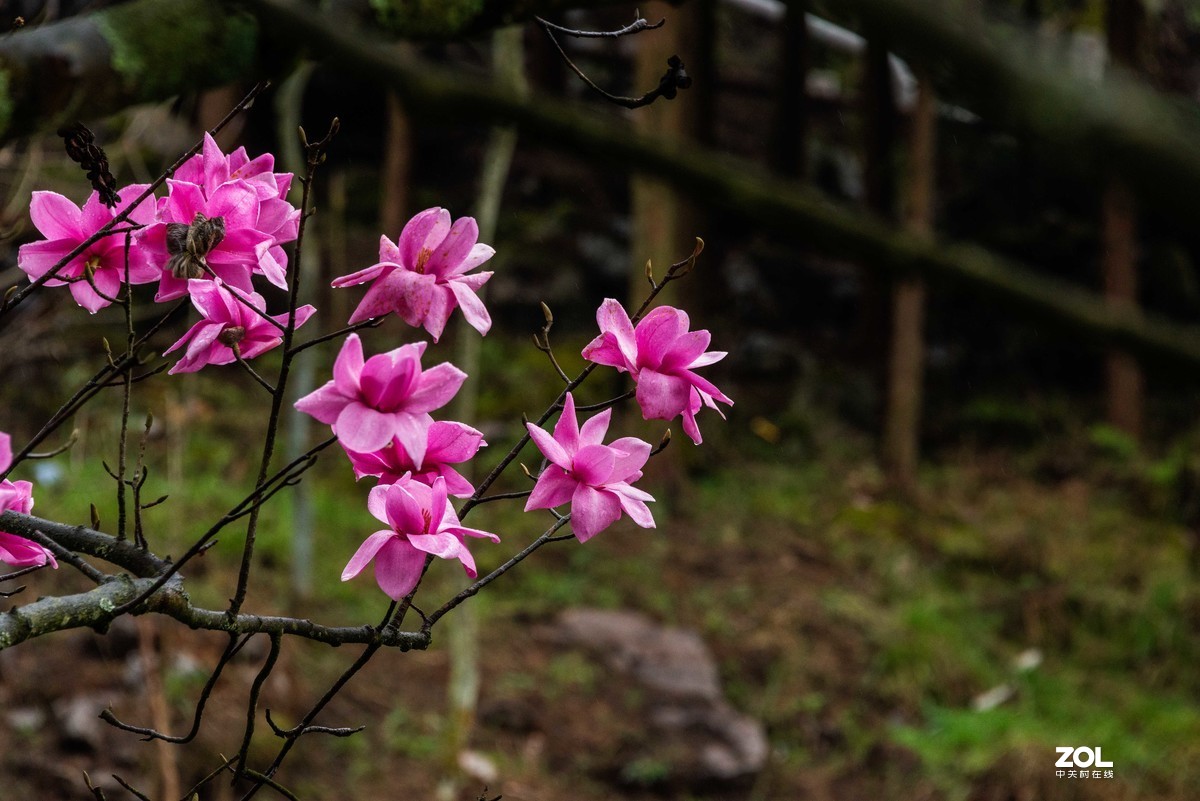 吴家后山辛夷花