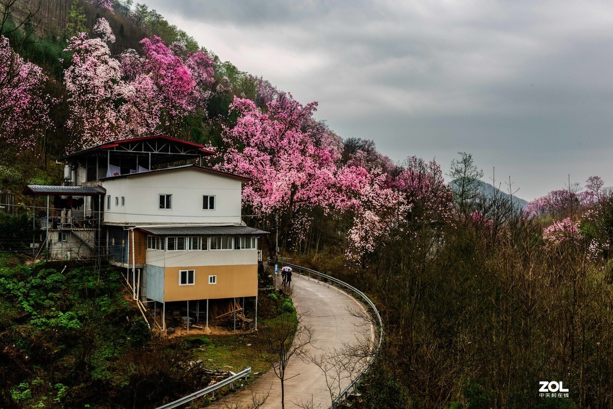 吴家后山辛夷花