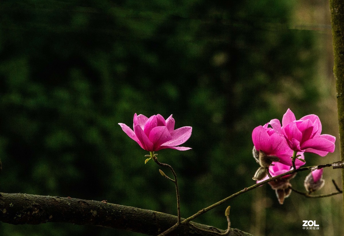 吴家后山辛夷花