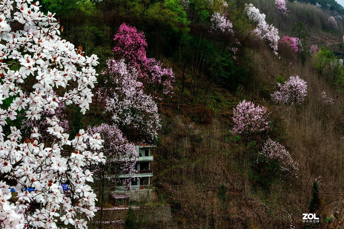 吴家后山辛夷花