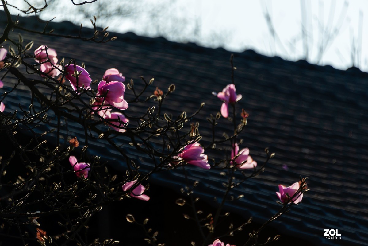 吴家后山辛夷花