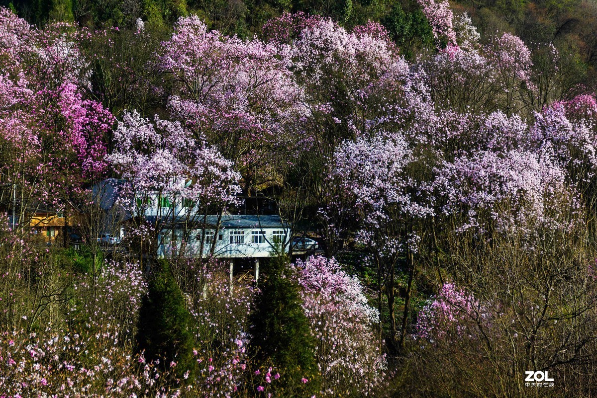 吴家后山辛夷花