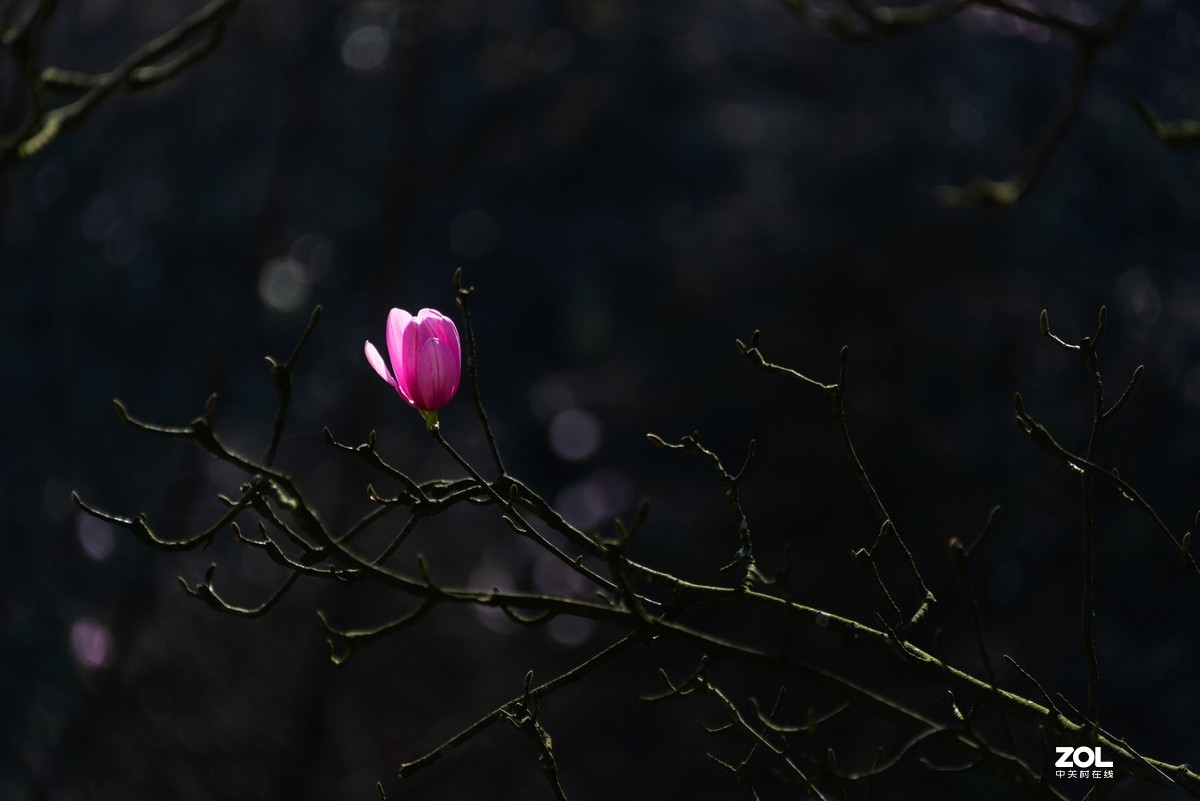 吴家后山辛夷花