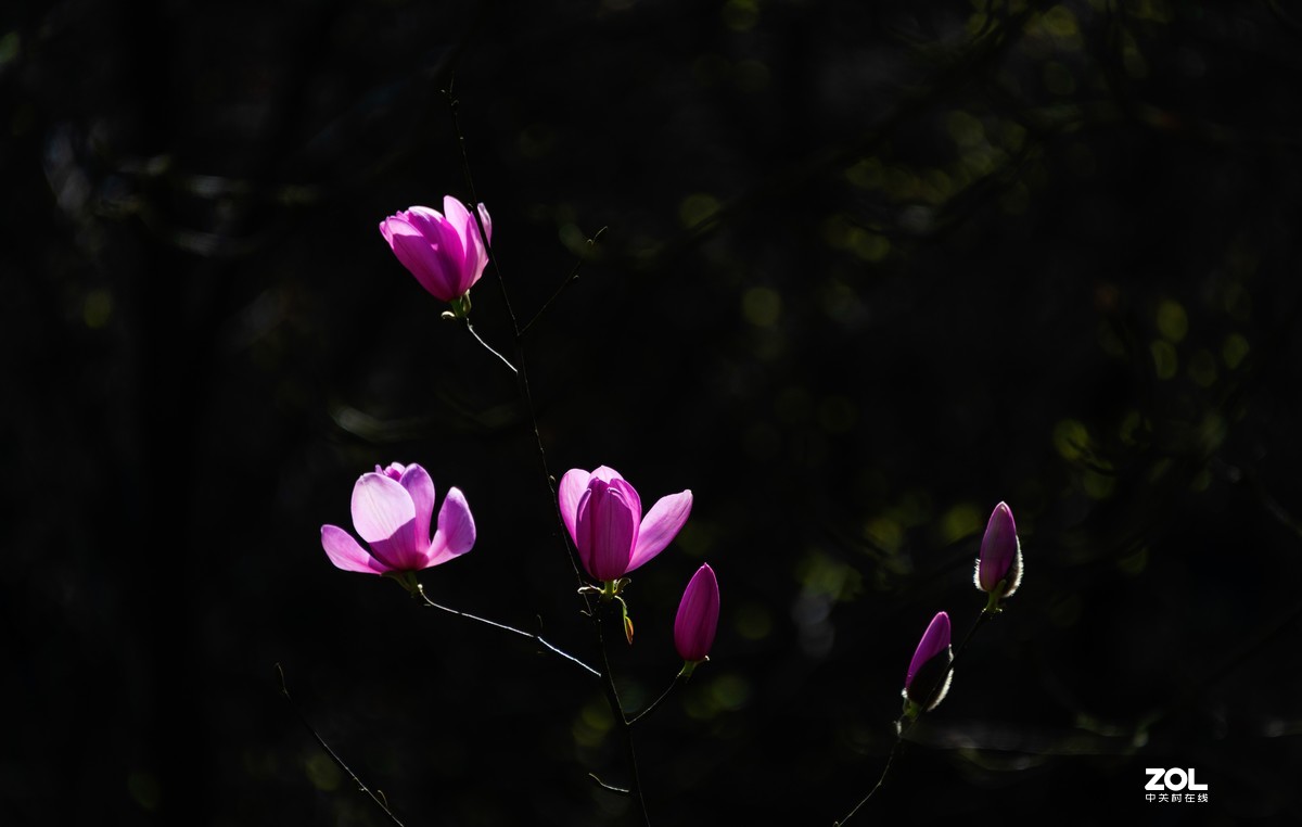 吴家后山辛夷花