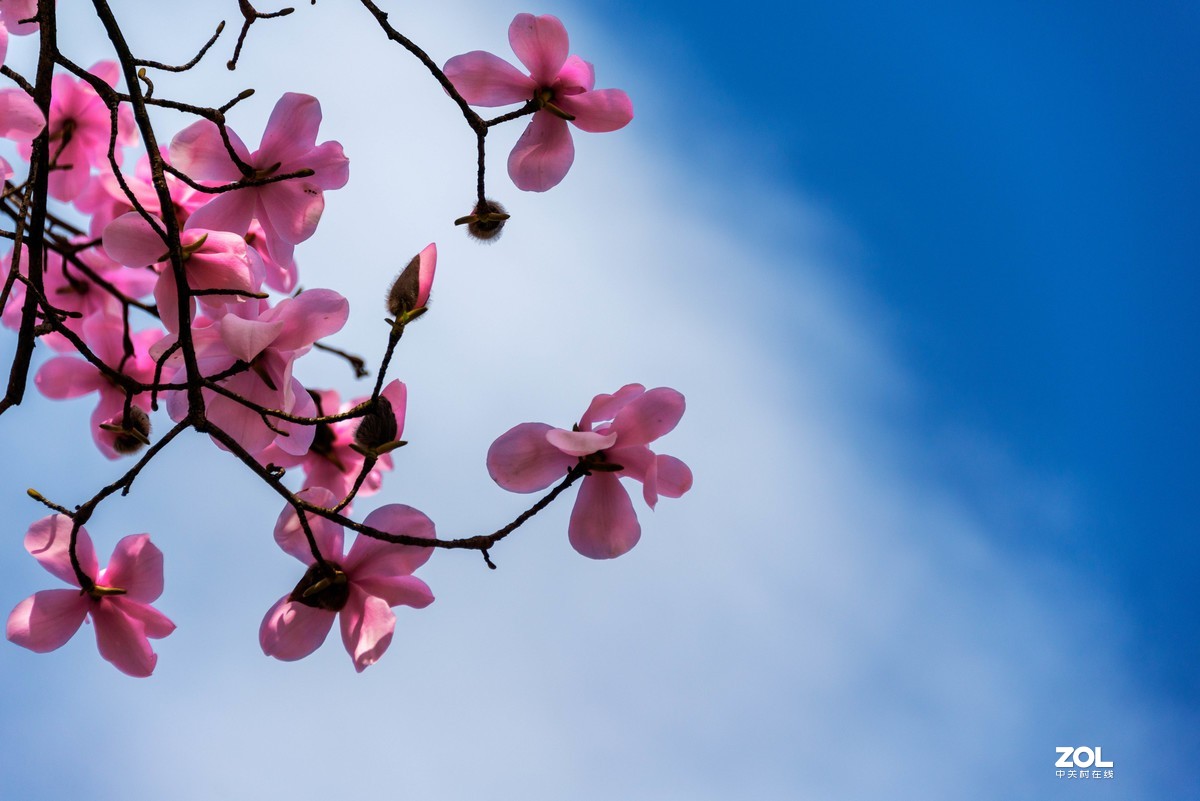 吴家后山辛夷花