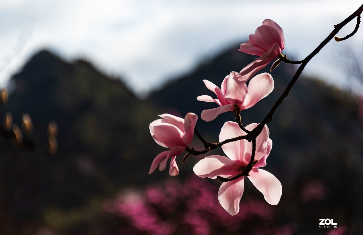 吴家后山辛夷花