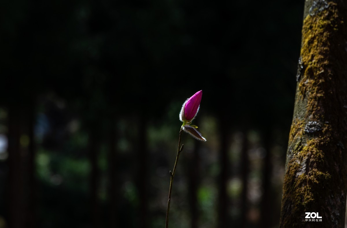 吴家后山辛夷花