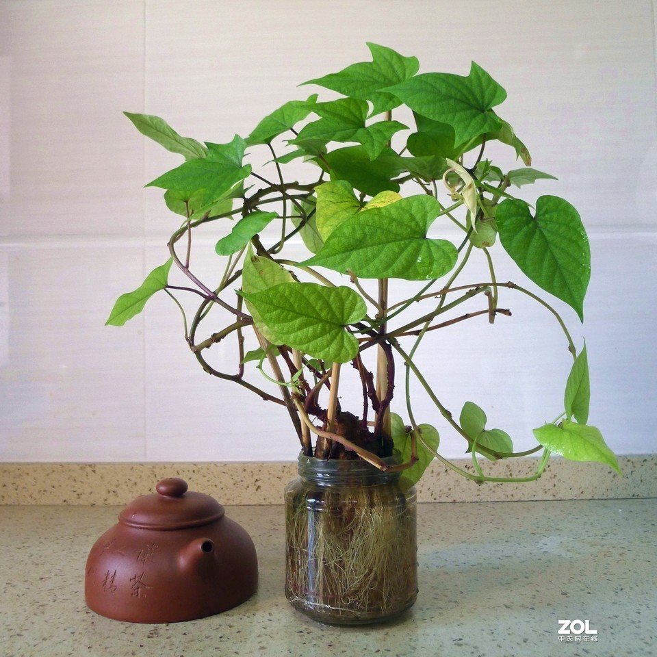 紫薯和红薯
