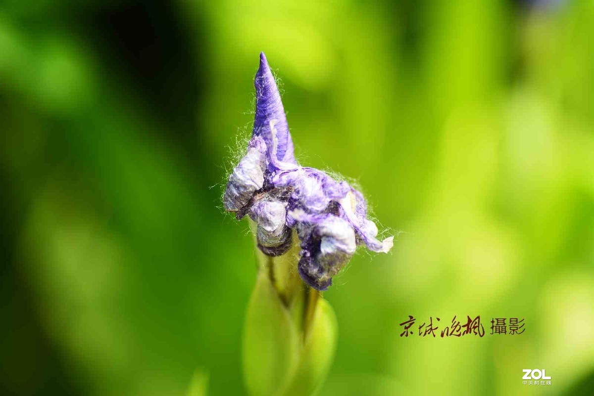 北京:香根鸢尾花-中关村在线摄影论坛