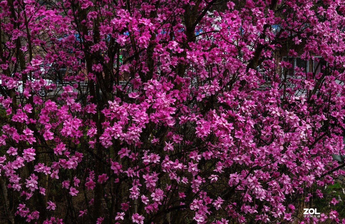 吴家后山辛夷花