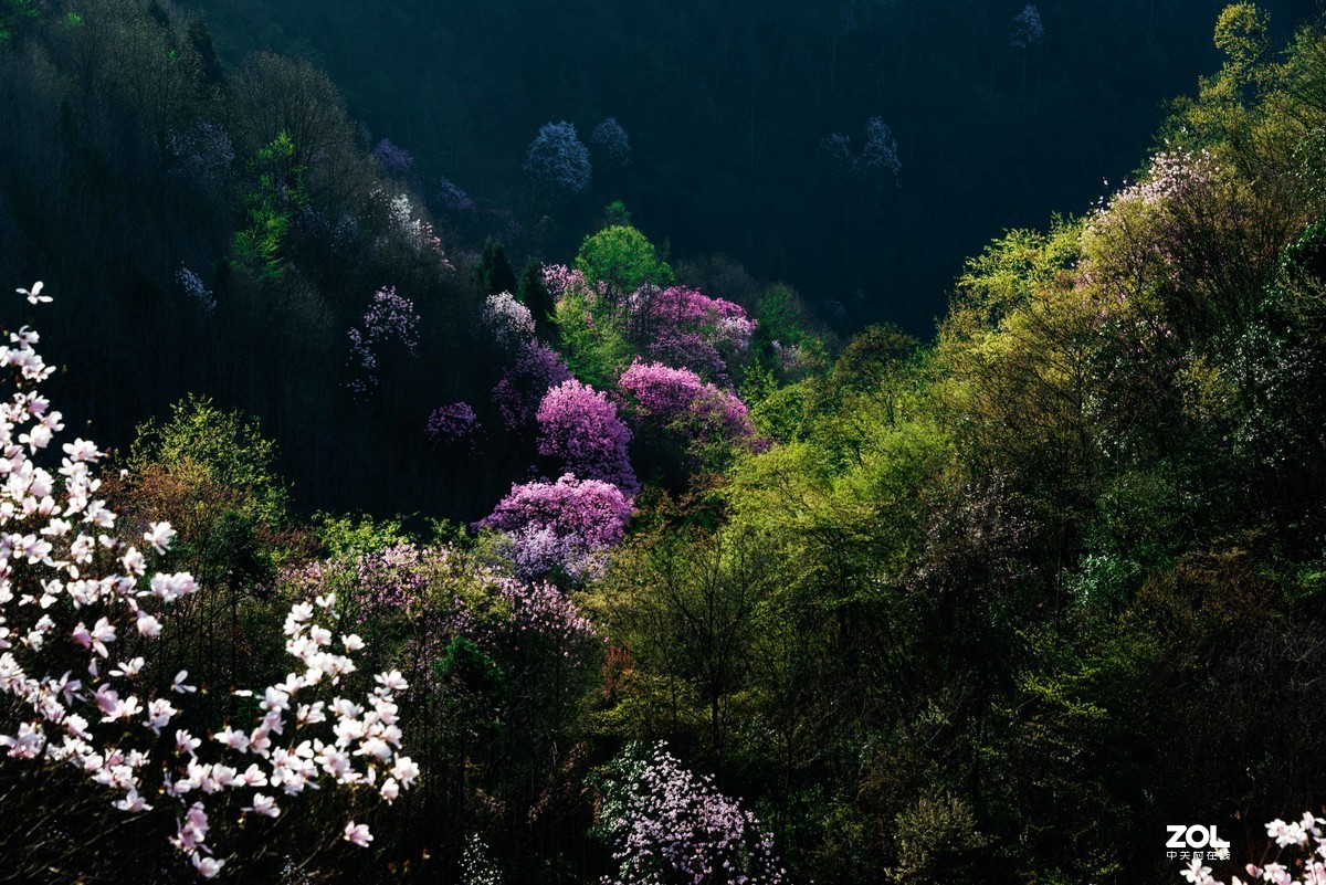 吴家后山辛夷花