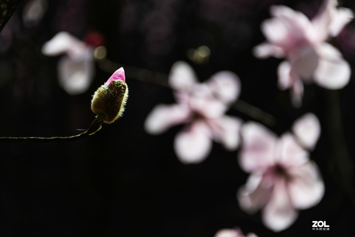 吴家后山辛夷花