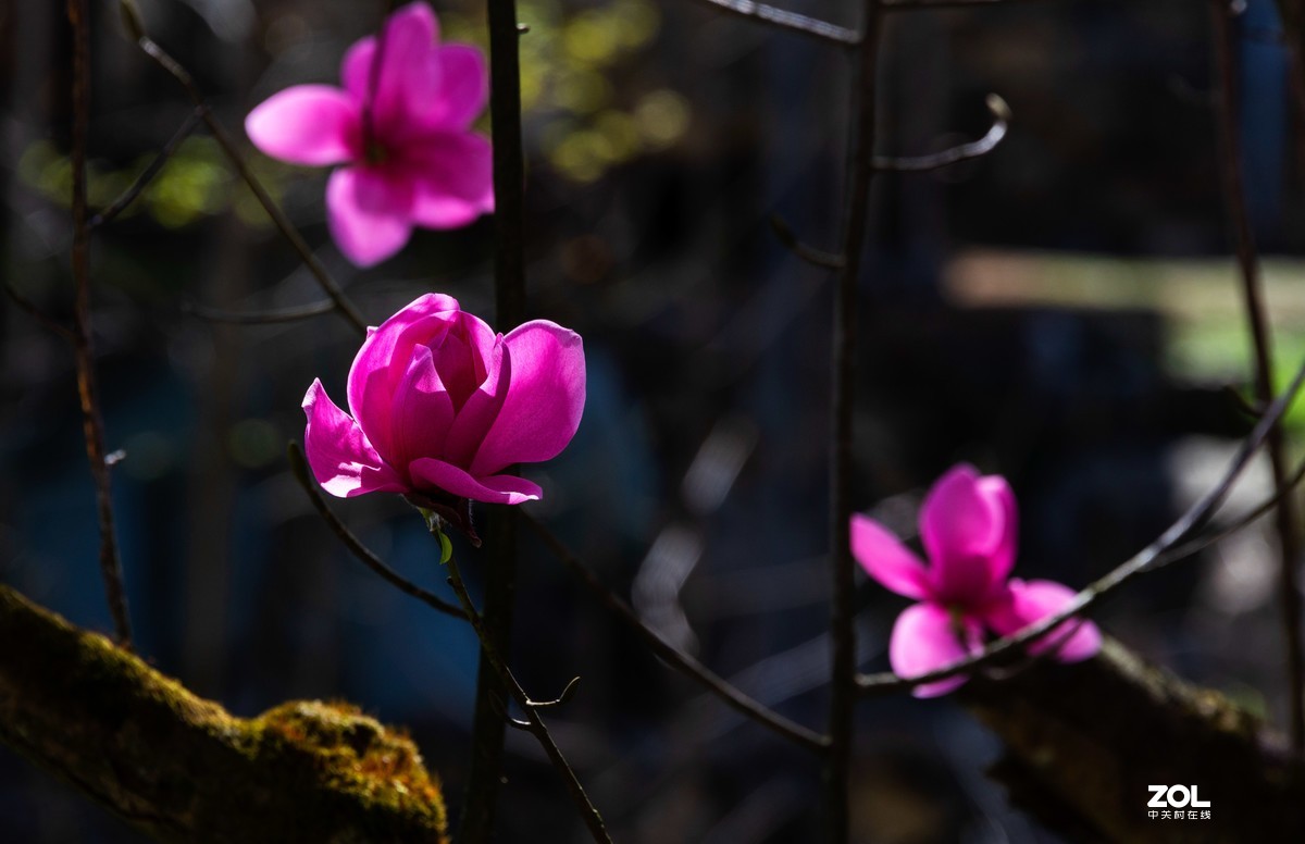 吴家后山辛夷花